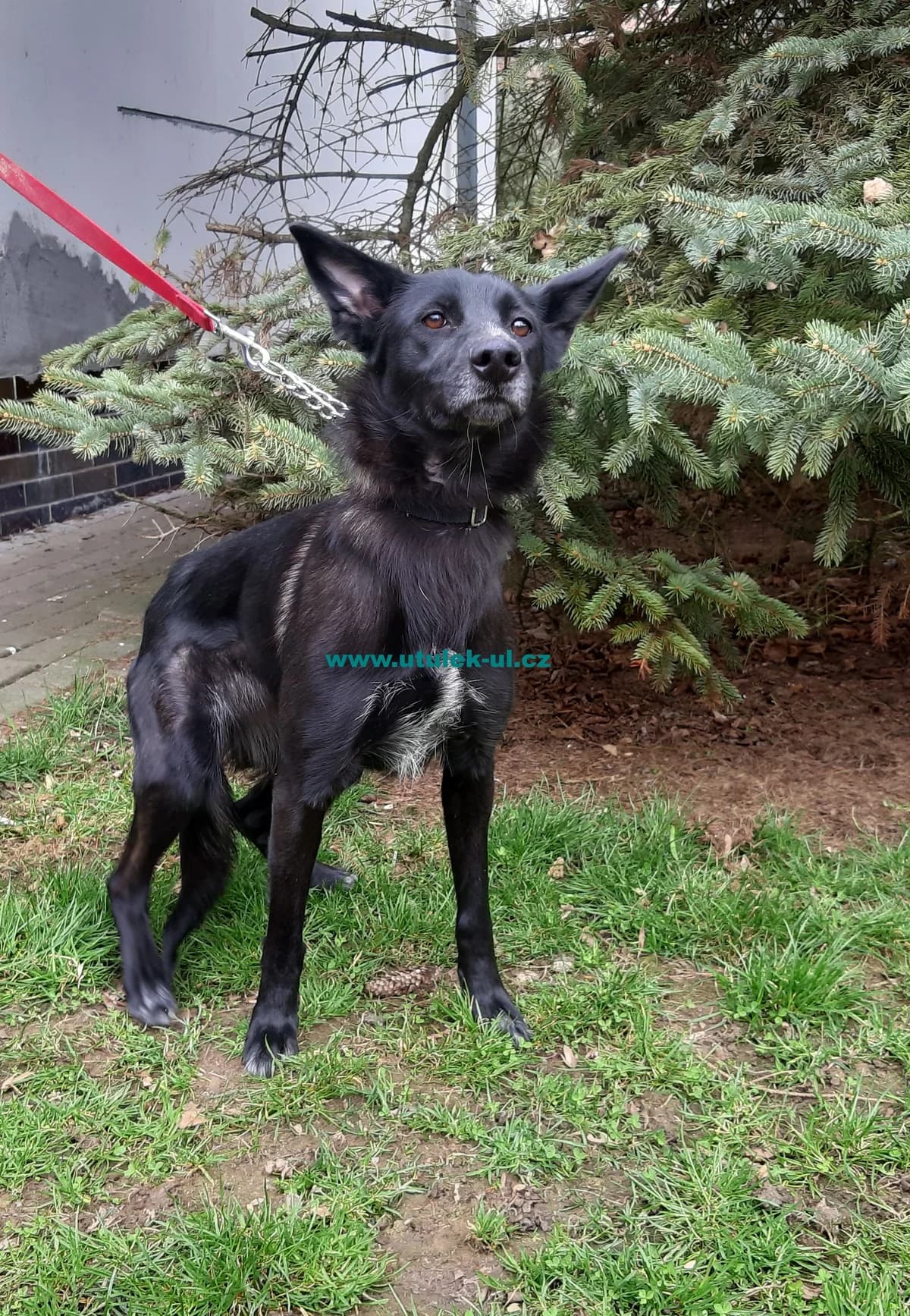 Bára, černá s bílou náprsenkou female Mixed Breed for adoption at Centrum pro zvířata v nouzi Ústí nad Labem