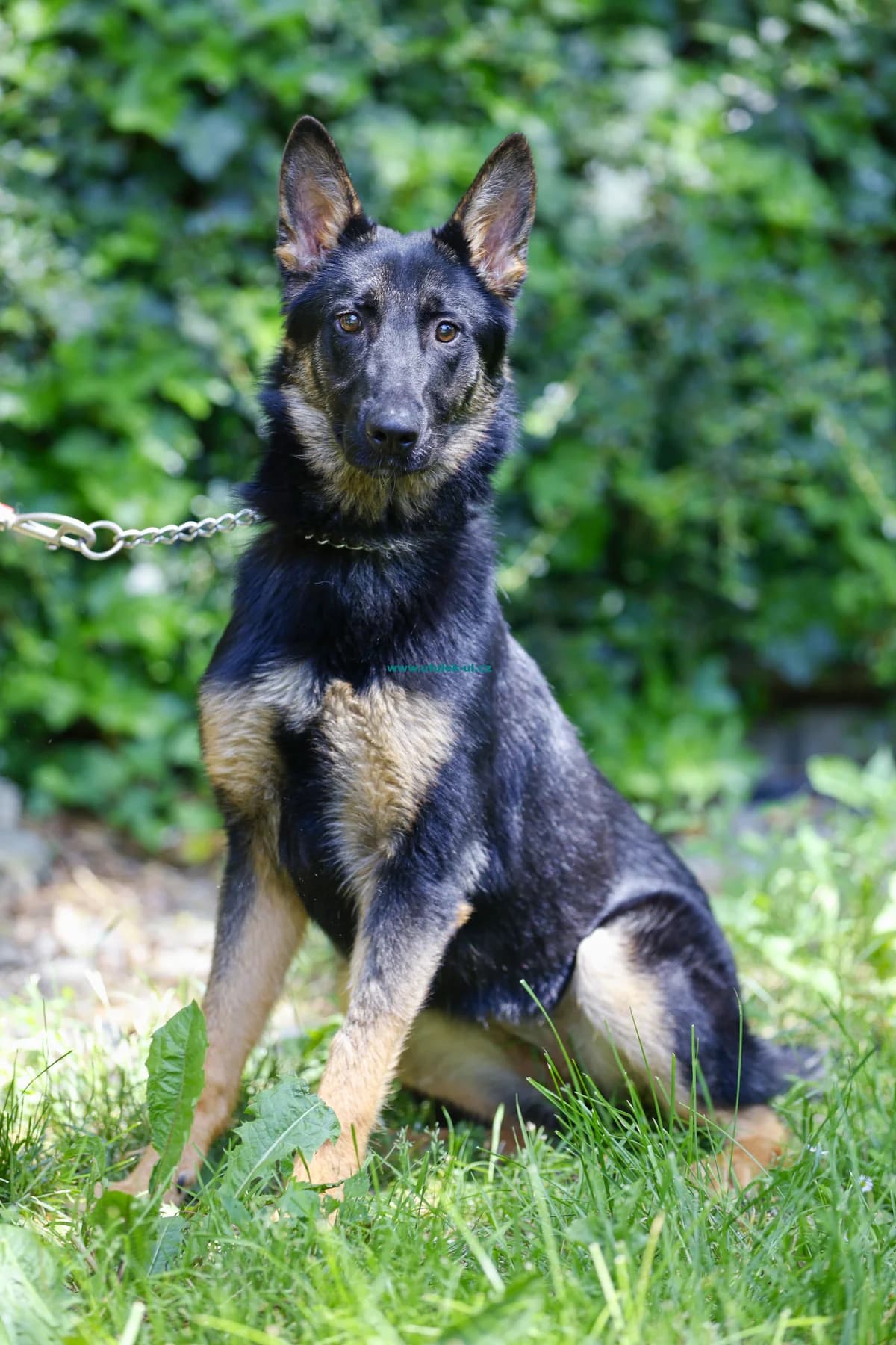 Clea, černá se zlatými znaky female puppy mixed breed for adoption at Centrum pro zvířata v nouzi Ústí nad Labem, 400 11 Ústí nad Labem-město