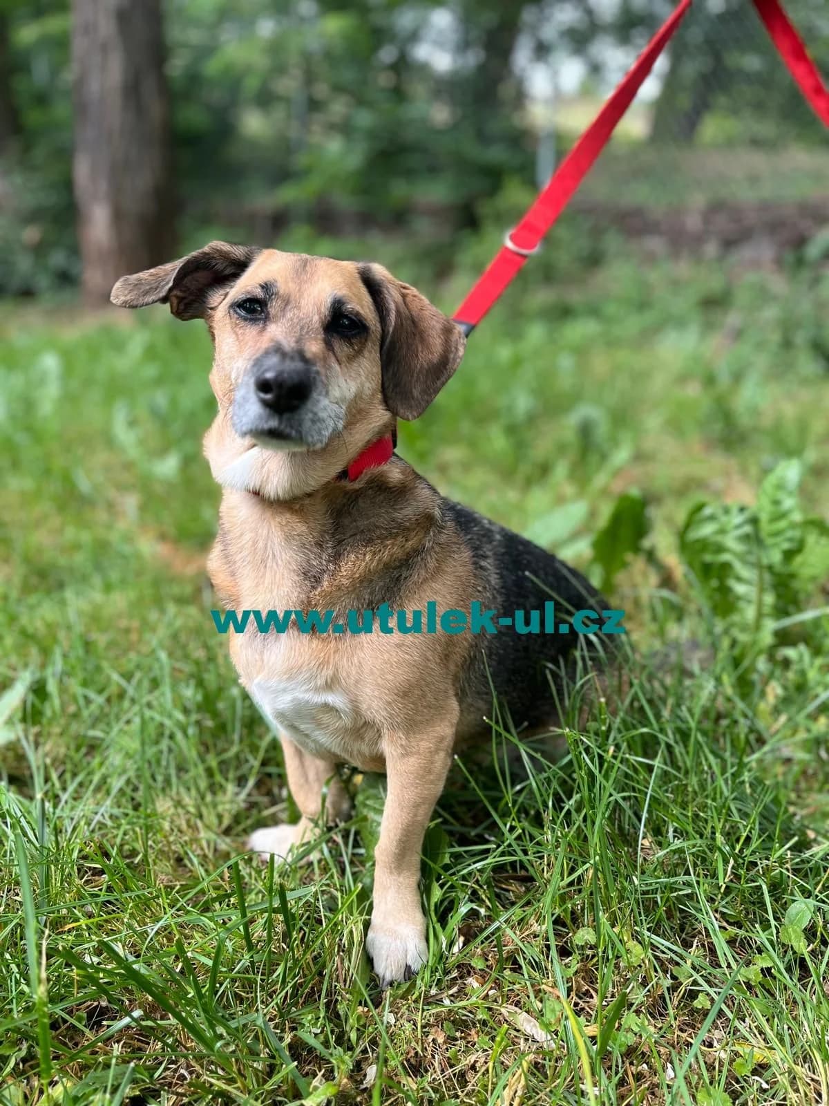 Holly, rezavá s černou dekou a šedivým prokvetením female puppy Mixed Breed for adoption at Centrum pro zvířata v nouzi Ústí nad Labem, 400 11 Ústí nad Labem-město