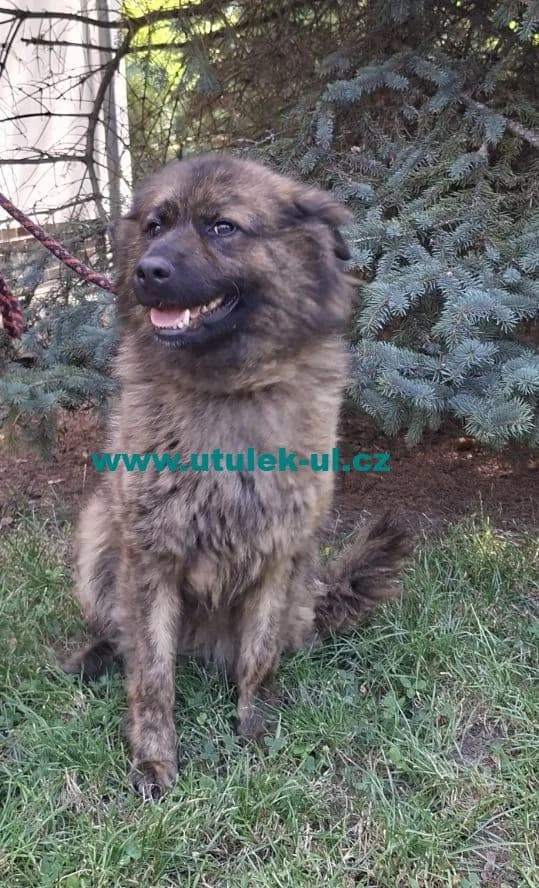 Kasandra, tmavě rezavá s černým žíháním female puppy Mixed Breed for adoption at Centrum pro zvířata v nouzi Ústí nad Labem, 400 11 Ústí nad Labem-město