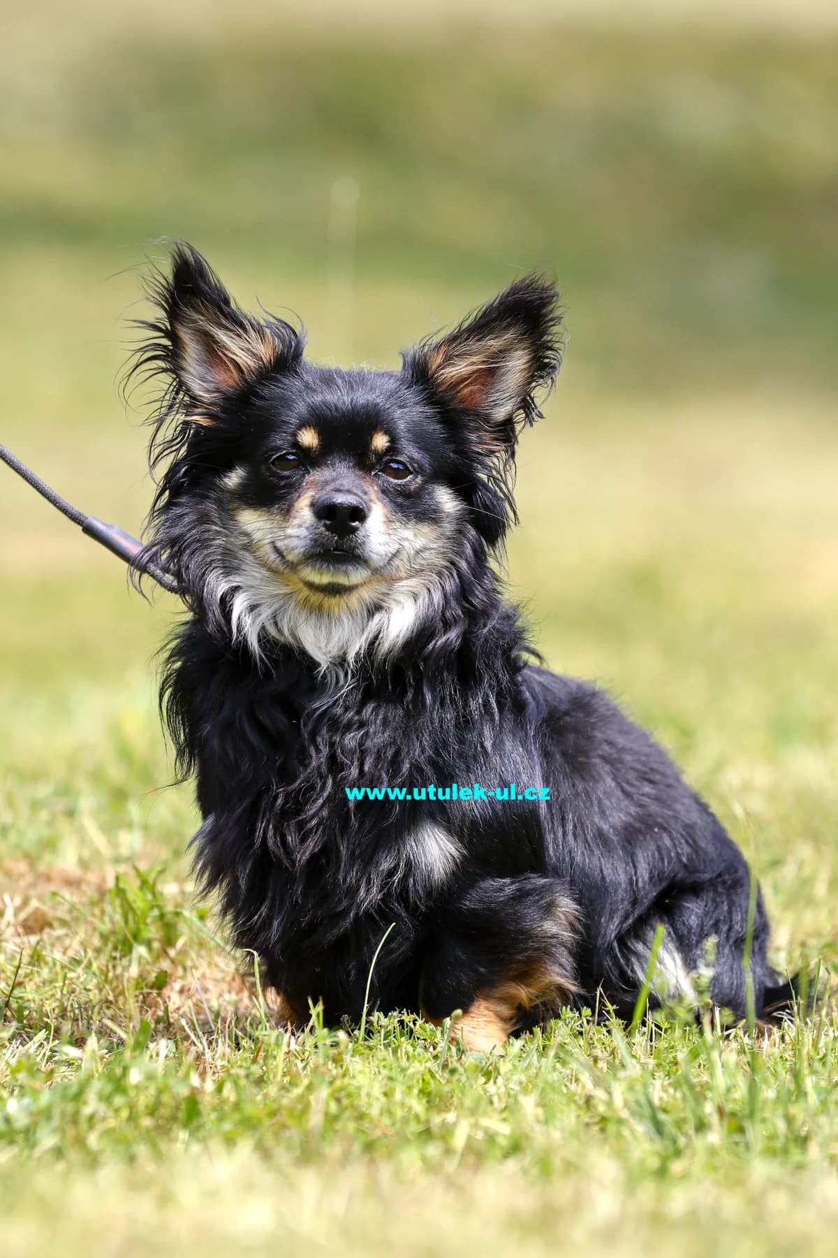 Olaf, černá s rezavými znaky a bílým prokvetením male puppy mixed breed for adoption at Centrum pro zvířata v nouzi Ústí nad Labem, 400 11 Ústí nad Labem-město