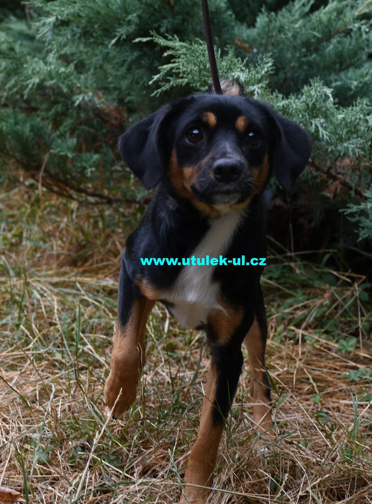 Tony, černá s rezavou mordou a nohami male puppy mixed breed for adoption at Centrum pro zvířata v nouzi Ústí nad Labem, 400 11 Ústí nad Labem-město