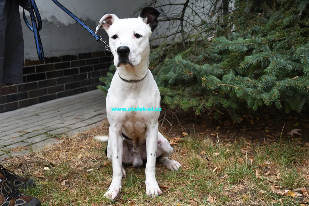 Zoro, bílá s černým uchem a fleky po těle male puppy mixed breed for adoption at Centrum pro zvířata v nouzi Ústí nad Labem, 400 11 Ústí nad Labem-město