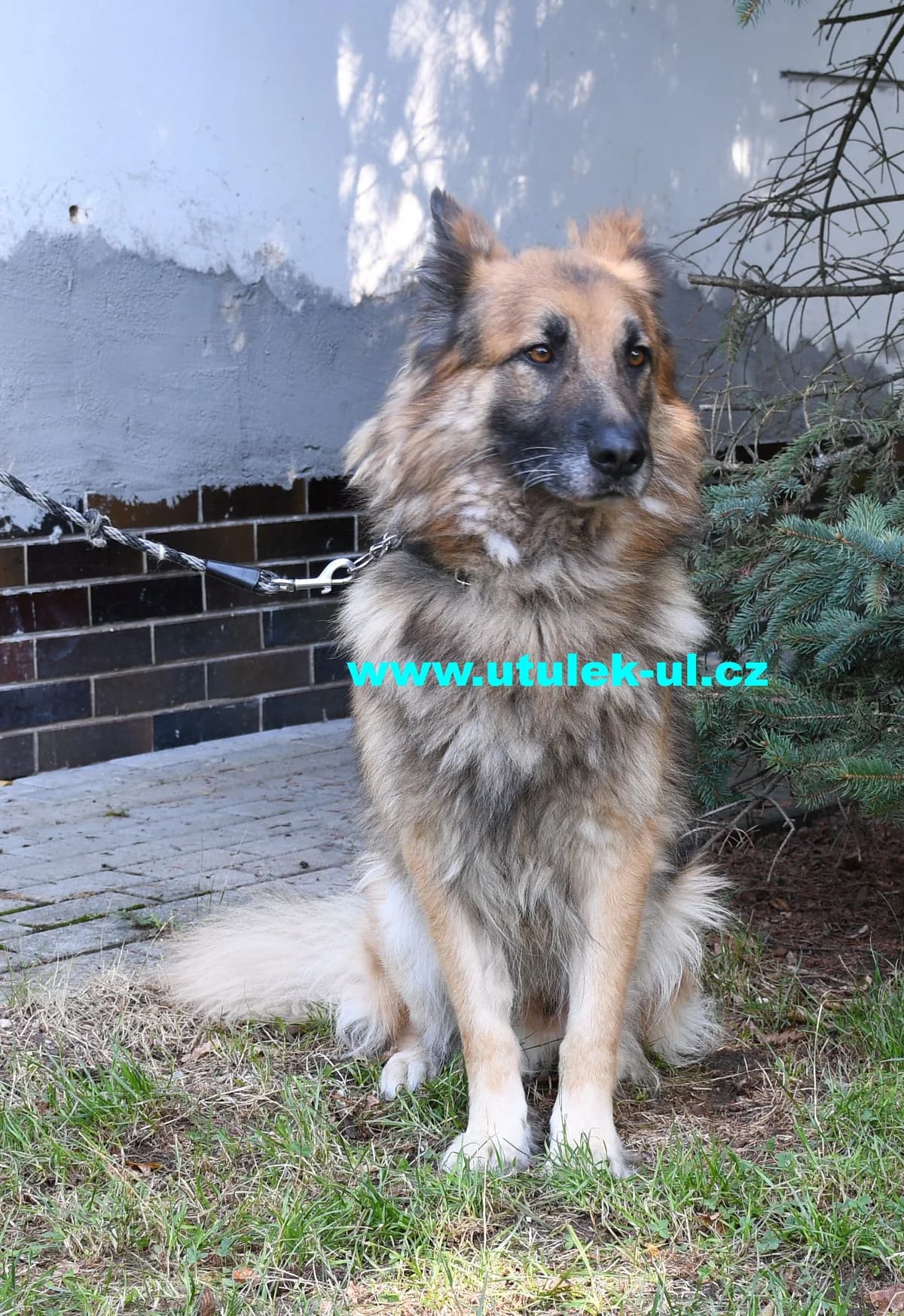 Scar, černá se zlatými znaky a černým prokvetením male puppy mixed breed for adoption at Centrum pro zvířata v nouzi Ústí nad Labem, 400 11 Ústí nad Labem-město