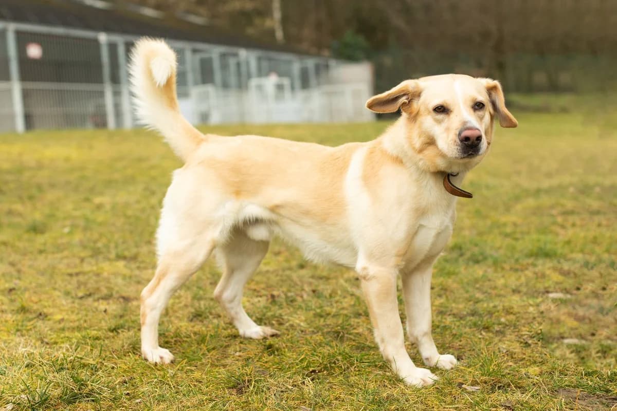 Max, male senior Labrador Retriever for adoption at Útulek Zlín-Vršava, 763 14 Zlín-Zlín 12