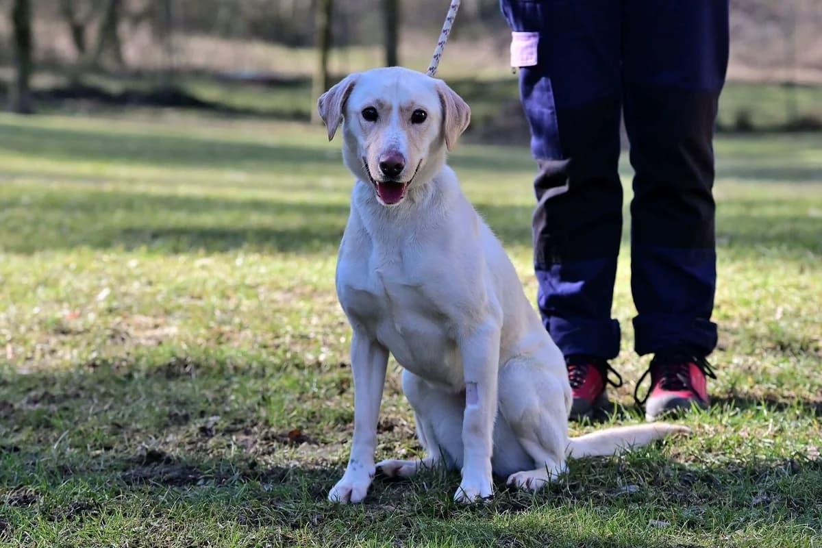 Luna, female young mixed breed for adoption at Útulek Zlín-Vršava, 763 14 Zlín-Zlín 12