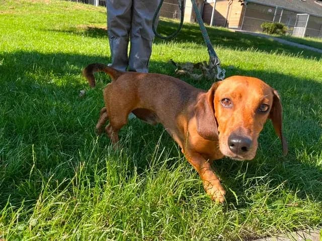 Rex, male mixed breed for adoption at Útulek Zlín-Vršava, Zlín-Zlín 12