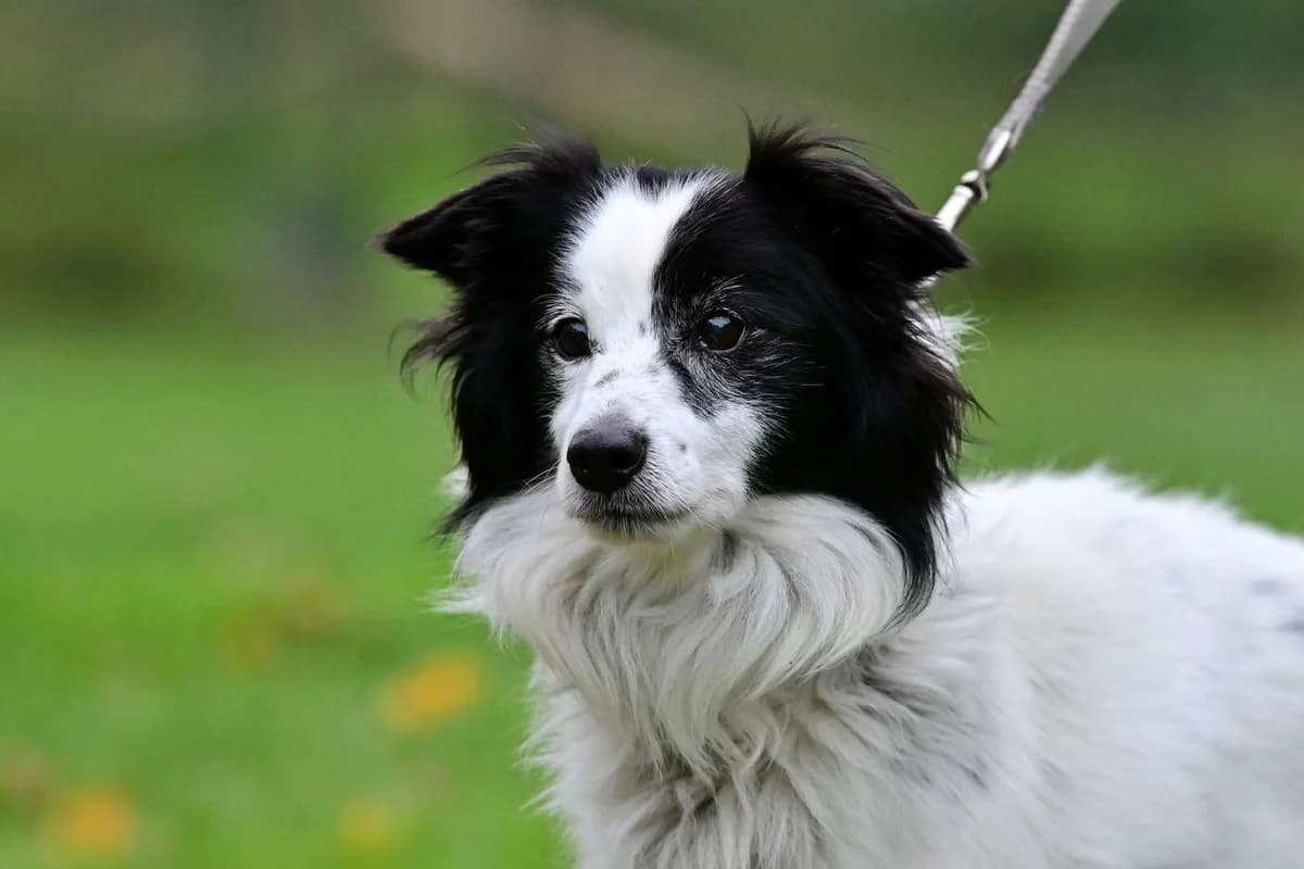 Arnošt,  senior mixed breed for adoption at Útulek Zlín-Vršava, Zlín-Zlín 12
