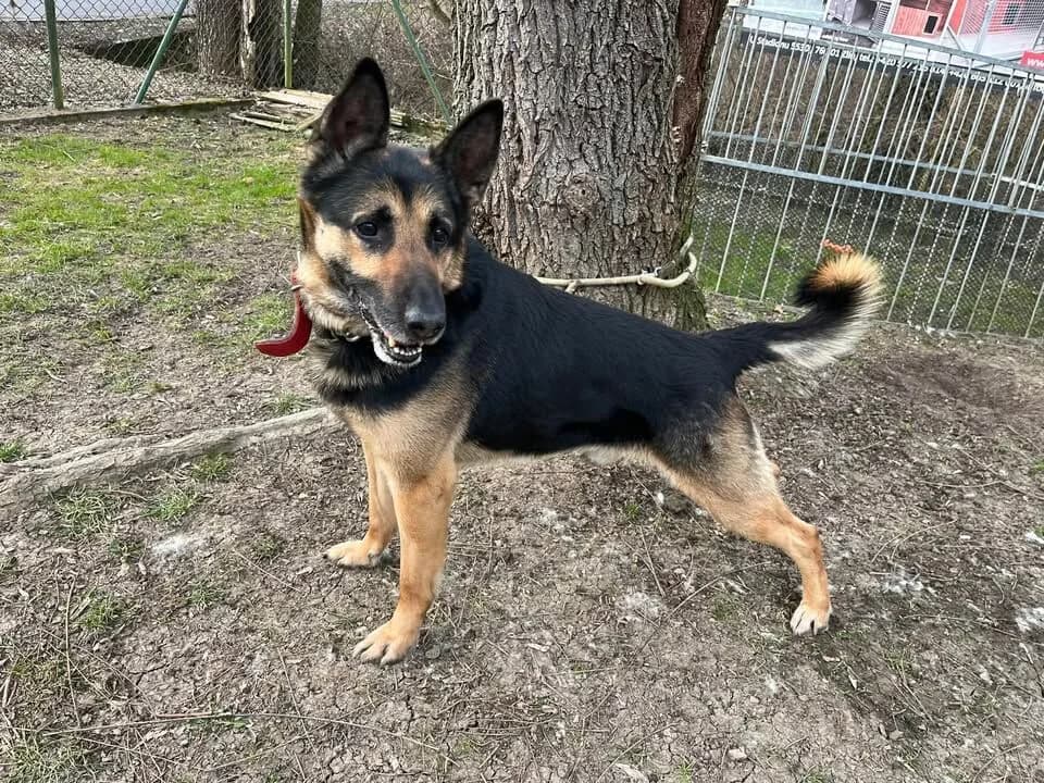 Attyla,  senior mixed breed for adoption at Útulek Zlín-Vršava, Zlín-Zlín 12