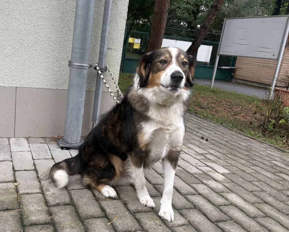 Bady špic, male senior mixed breed for adoption at Útulek Zlín-Vršava, Zlín-Zlín 12
