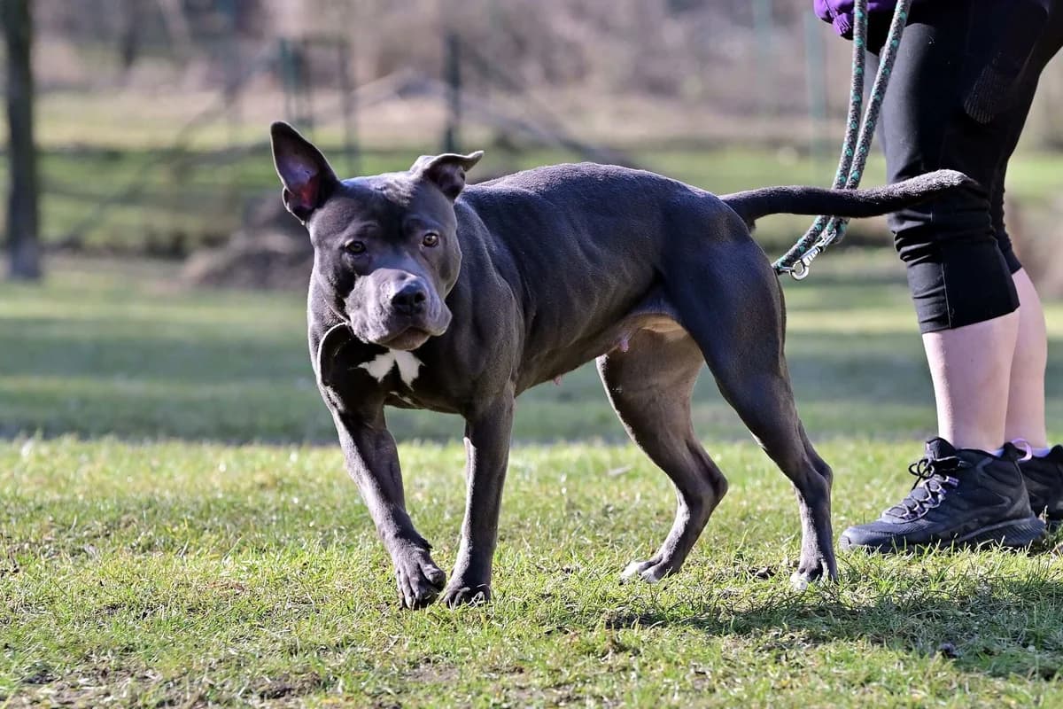 Bára, female 3yo mixed breed for adoption at Útulek Zlín-Vršava, 763 14 Zlín-Zlín 12