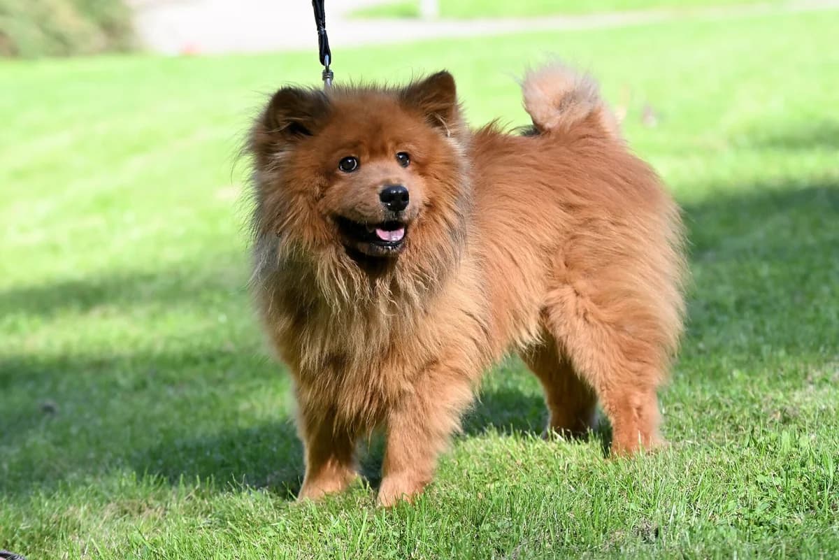 Bárt, male senior mixed breed for adoption at Útulek Zlín-Vršava, Zlín-Zlín 12
