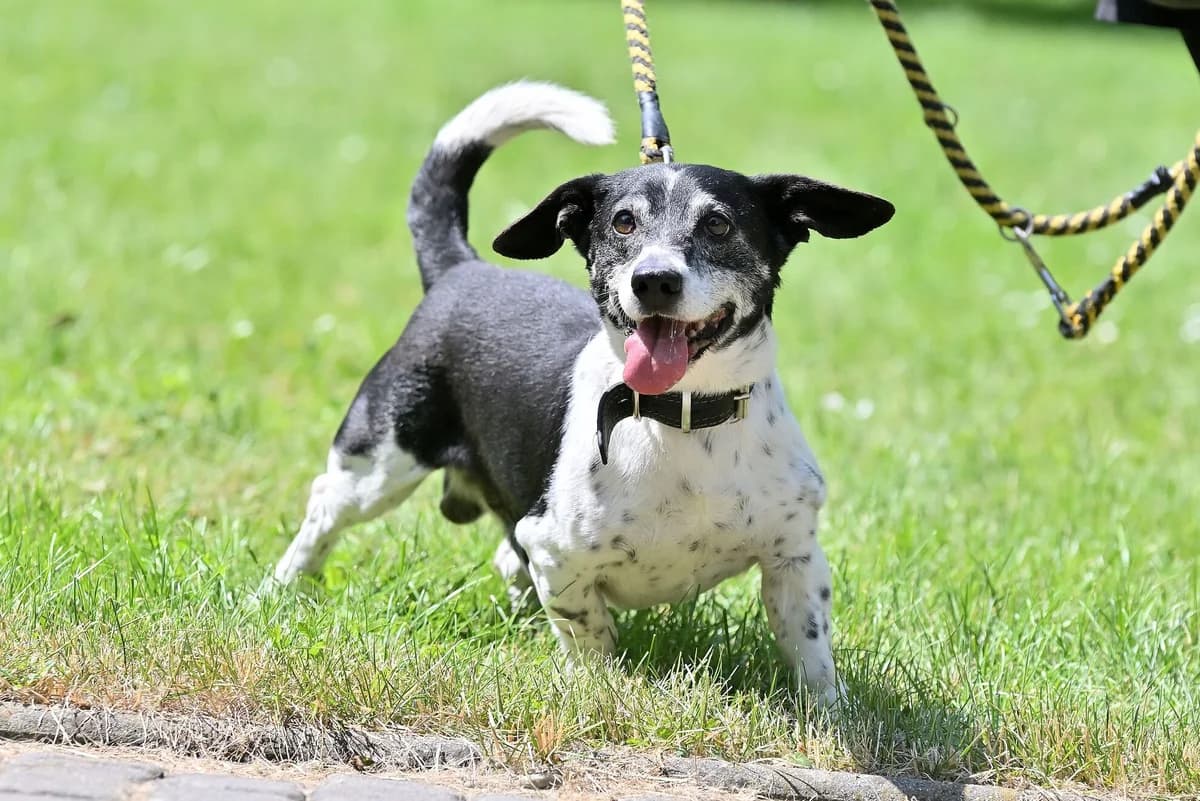 Benn,  senior mixed breed for adoption at Útulek Zlín-Vršava, Zlín-Zlín 12