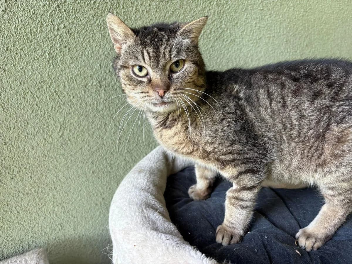 Bertík, senior Mixed Breed for adoption at Útulek Zlín-Vršava, Zlín-Zlín 12