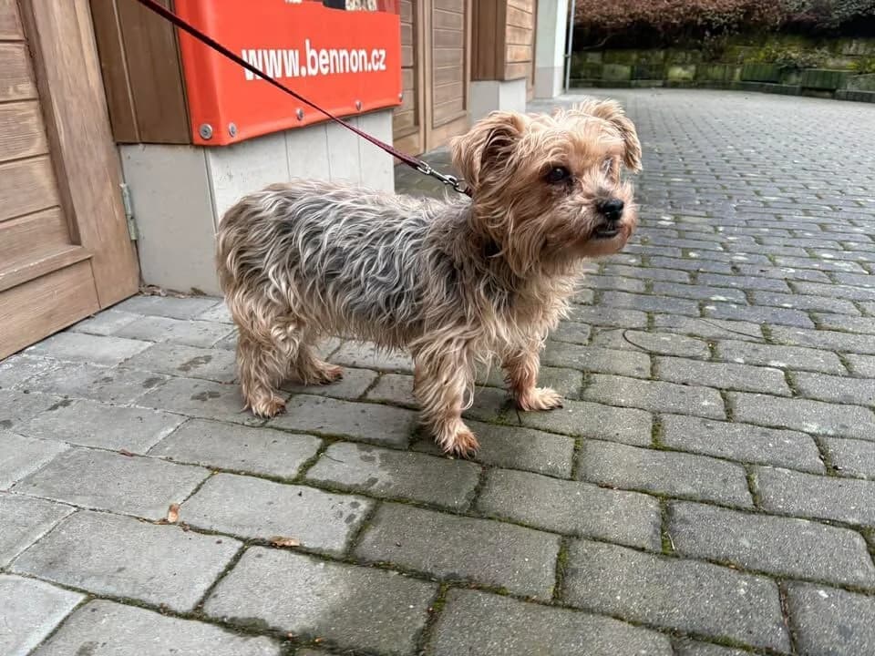 Bety, female senior Yorkshire Terrier for adoption at Útulek Zlín-Vršava, 763 14 Zlín-Zlín 12