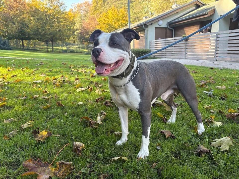 Charlie,  3yo Mixed Breed for adoption at Útulek Zlín-Vršava, 763 14 Zlín-Zlín 12