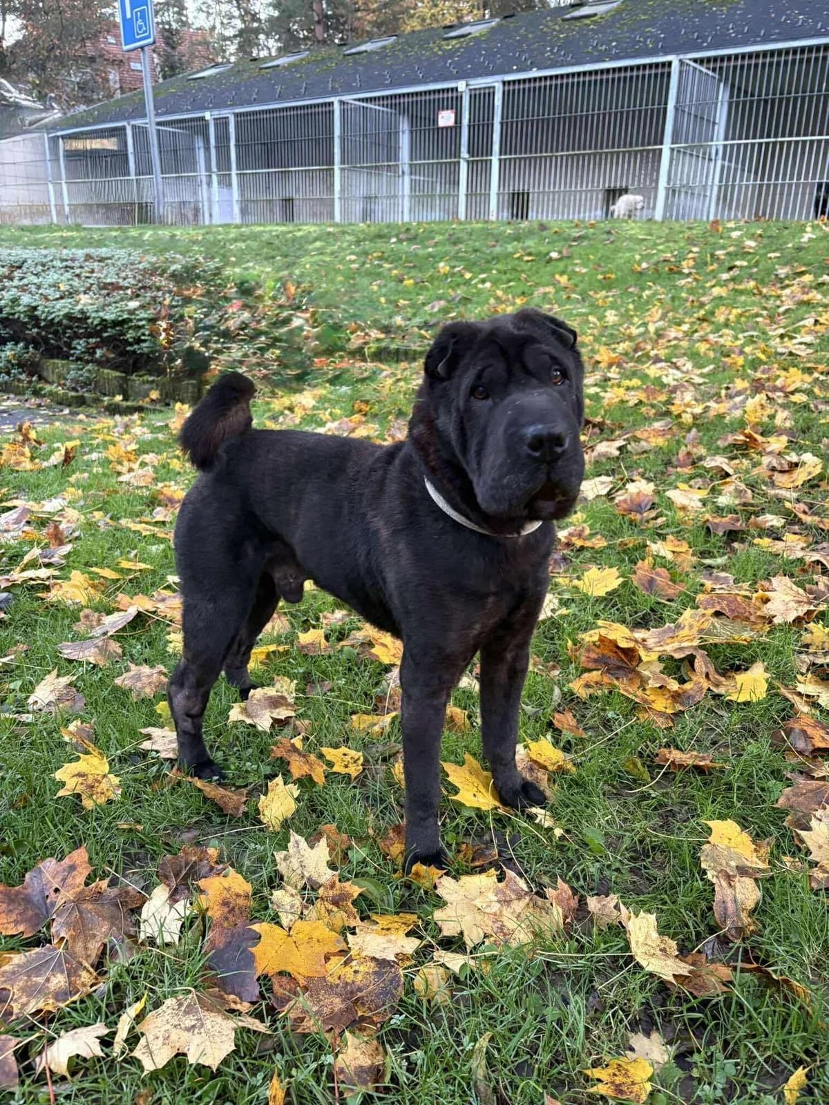 Cooper,  senior mixed breed for adoption at Útulek Zlín-Vršava, Zlín-Zlín 12