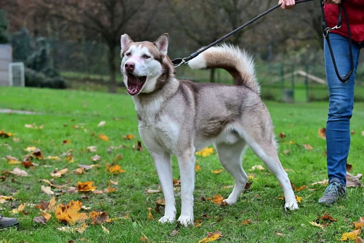 Django, 3yo Husky for adoption at Útulek Zlín-Vršava, Zlín-Zlín 12