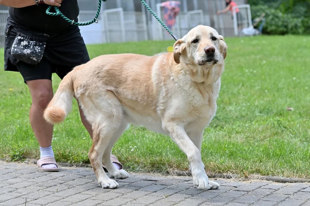 Don, male senior Labrador Retriever for adoption at Útulek Zlín-Vršava, Zlín-Zlín 12