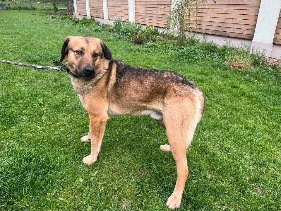 Dustin, male 4yo mixed breed for adoption at Útulek Zlín-Vršava, Zlín-Zlín 12