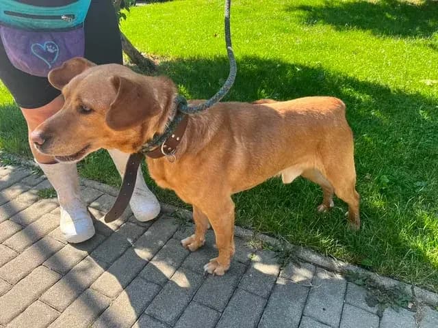 Endy, male senior Labrador Retriever for adoption at Útulek Zlín-Vršava, Zlín-Zlín 12