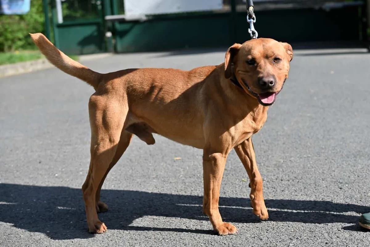 Jago, male 5yo mixed breed for adoption at Útulek Zlín-Vršava, Zlín-Zlín 12