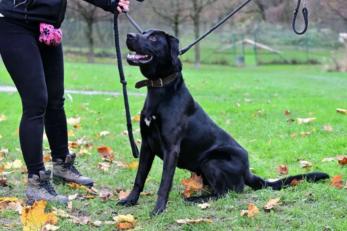 Jemi, 5yo mixed breed for adoption at Útulek Zlín-Vršava, Zlín-Zlín 12