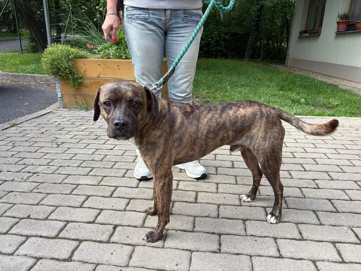 Kevin,  4yo mixed breed for adoption at Útulek Zlín-Vršava, Zlín-Zlín 12