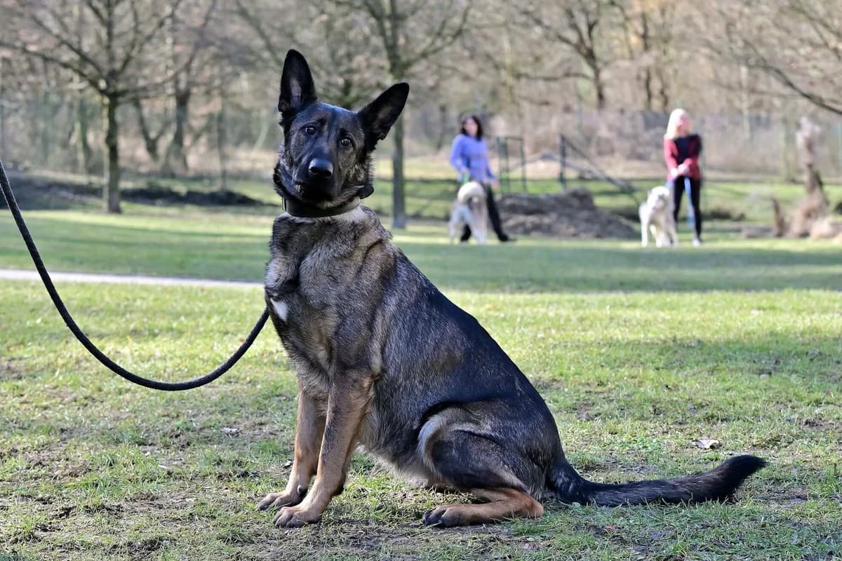 Lana, female 4yo mixed breed for adoption at Útulek Zlín-Vršava, Zlín-Zlín 12
