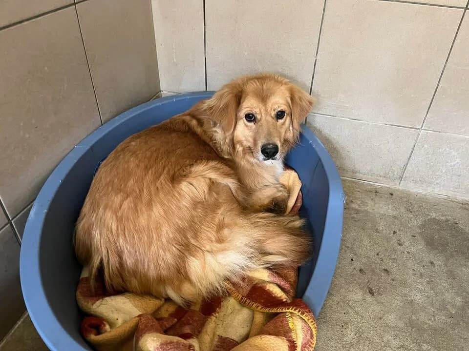 Lola, female 3yo mixed breed for adoption at Útulek Zlín-Vršava, Zlín-Zlín 12