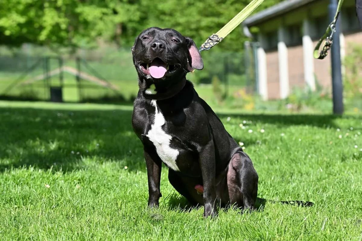 Lu,  3yo mixed breed for adoption at Útulek Zlín-Vršava, 763 14 Zlín-Zlín 12