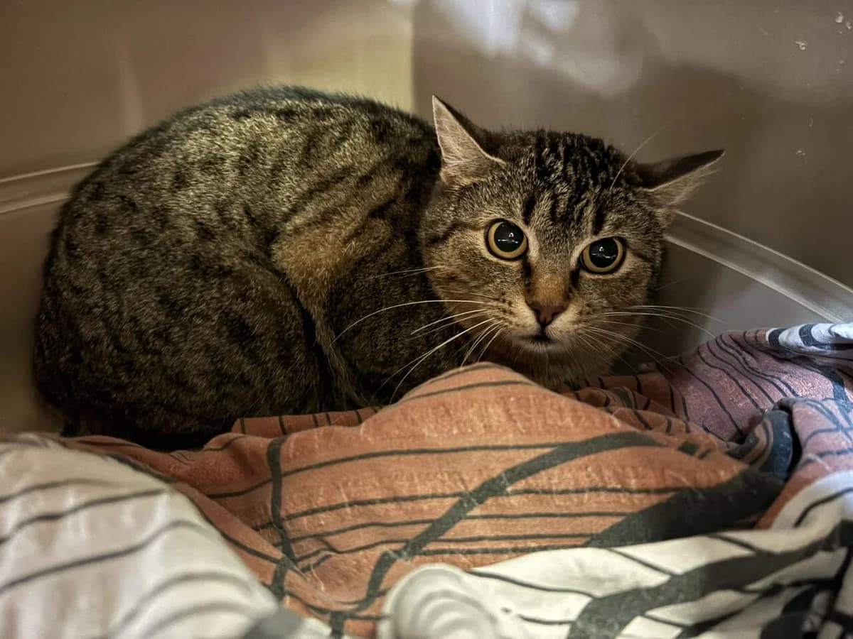 Lufy, female Mixed Breed for adoption at Útulek Zlín-Vršava