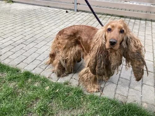 Mairo,  6yo mixed breed for adoption at Útulek Zlín-Vršava, 763 14 Zlín-Zlín 12