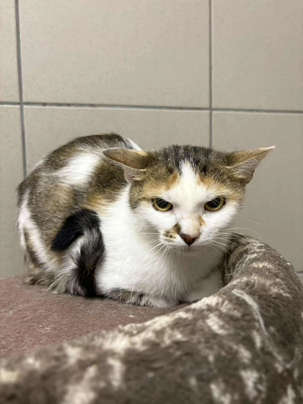 Maruška,  young Mixed Breed for adoption at Útulek Zlín-Vršava, 763 14 Zlín-Zlín 12