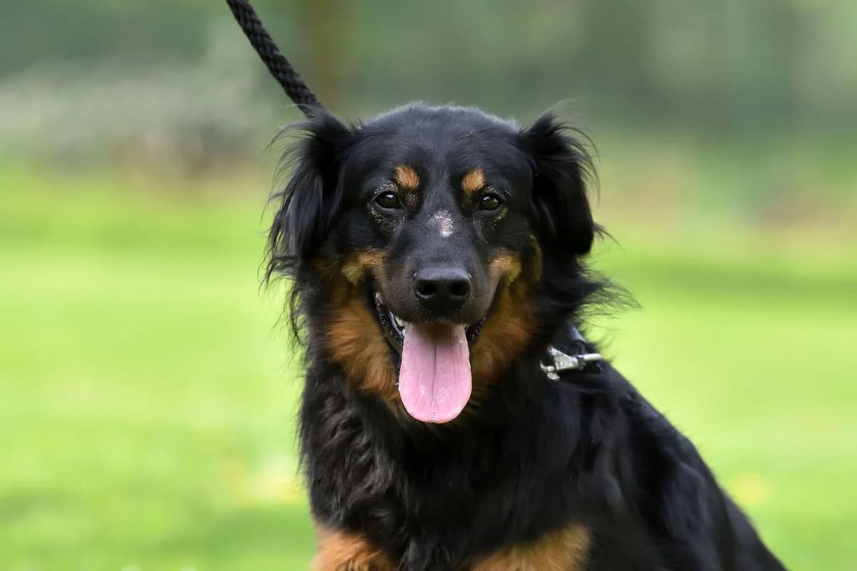 Matty, male 6yo mixed breed for adoption at Útulek Zlín-Vršava, 763 14 Zlín-Zlín 12