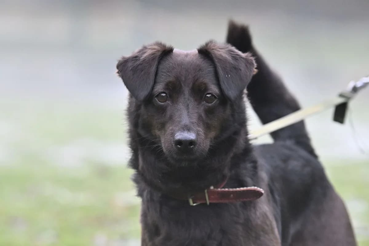 Max II,  senior mixed breed for adoption at Útulek Zlín-Vršava, 763 14 Zlín-Zlín 12