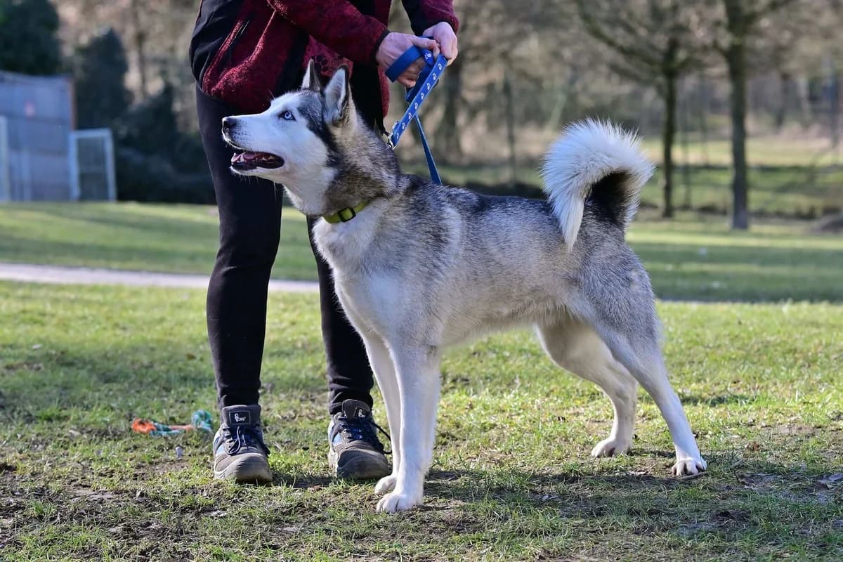 Mia, female young Husky for adoption at Útulek Zlín-Vršava, 763 14 Zlín-Zlín 12