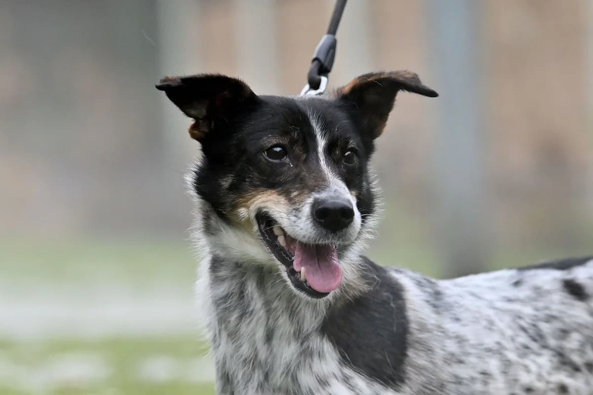 Míňa, female Mixed Breed for adoption at Útulek Zlín-Vršava, 763 14 Zlín-Zlín 12