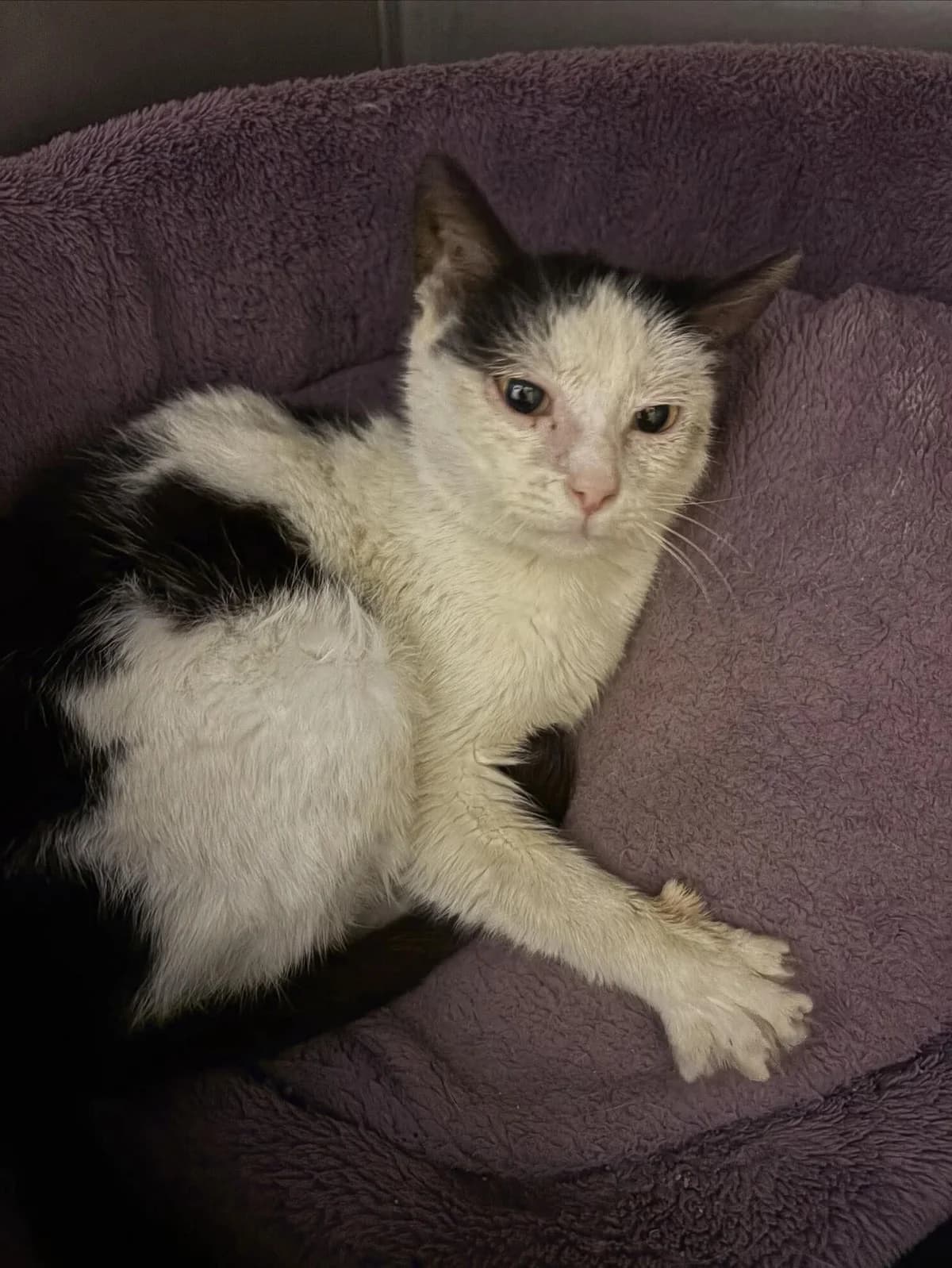 Mysli,  young Mixed Breed for adoption at Útulek Zlín-Vršava, 763 14 Zlín-Zlín 12