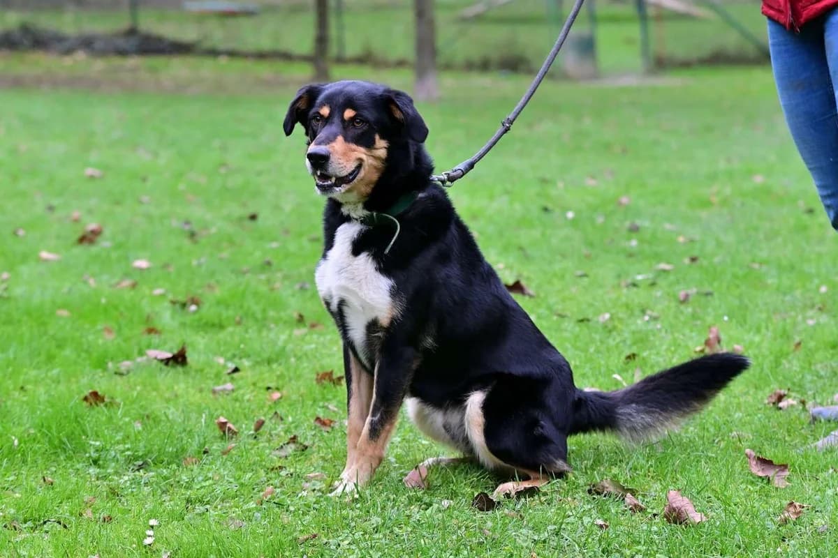 Nero,  4yo mixed breed for adoption at Útulek Zlín-Vršava, 763 14 Zlín-Zlín 12