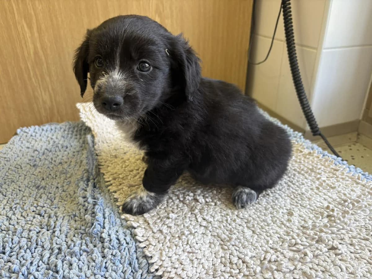 Odetka, female puppy mixed breed for adoption at Útulek Zlín-Vršava, Zlín-Zlín 12