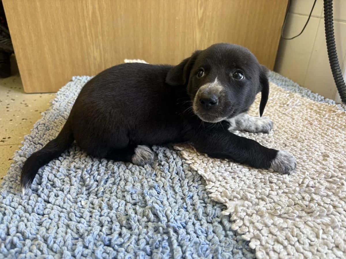 Olaf,  puppy mixed breed for adoption at Útulek Zlín-Vršava, Zlín-Zlín 12
