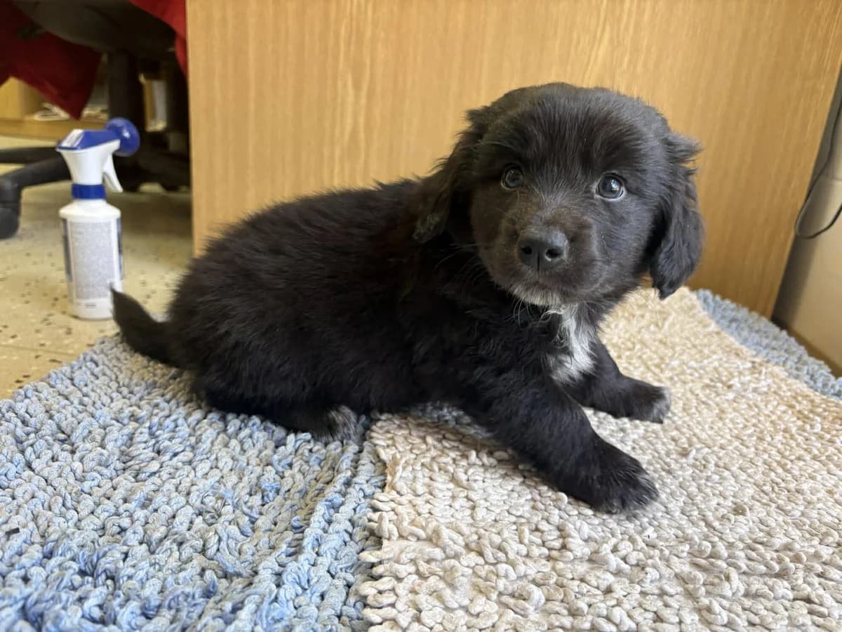 Omárek, male puppy mixed breed for adoption at Útulek Zlín-Vršava, Zlín-Zlín 12