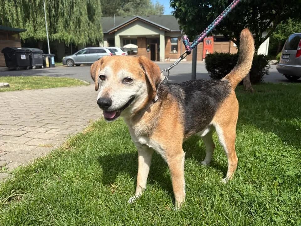 Ondra,  senior mixed breed for adoption at Útulek Zlín-Vršava, Zlín-Zlín 12
