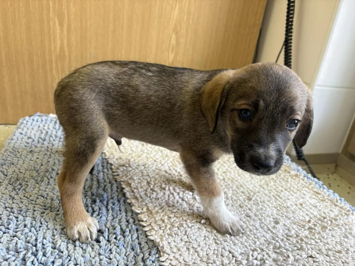 Orinek, male puppy mixed breed for adoption at Útulek Zlín-Vršava, Zlín-Zlín 12