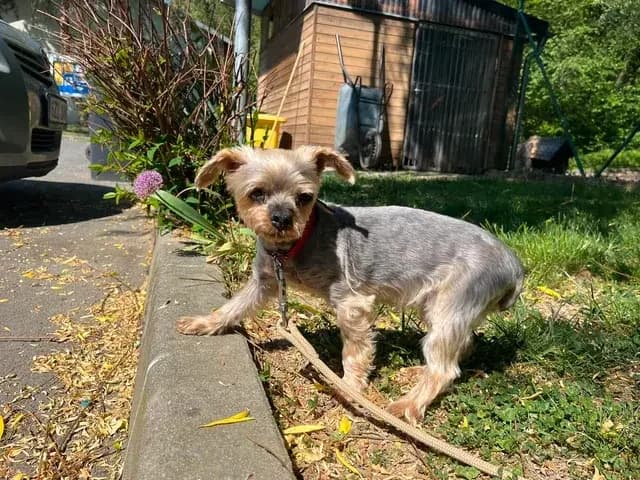 Pegynka, female senior Yorkshire Terrier for adoption at Útulek Zlín-Vršava, Zlín-Zlín 12