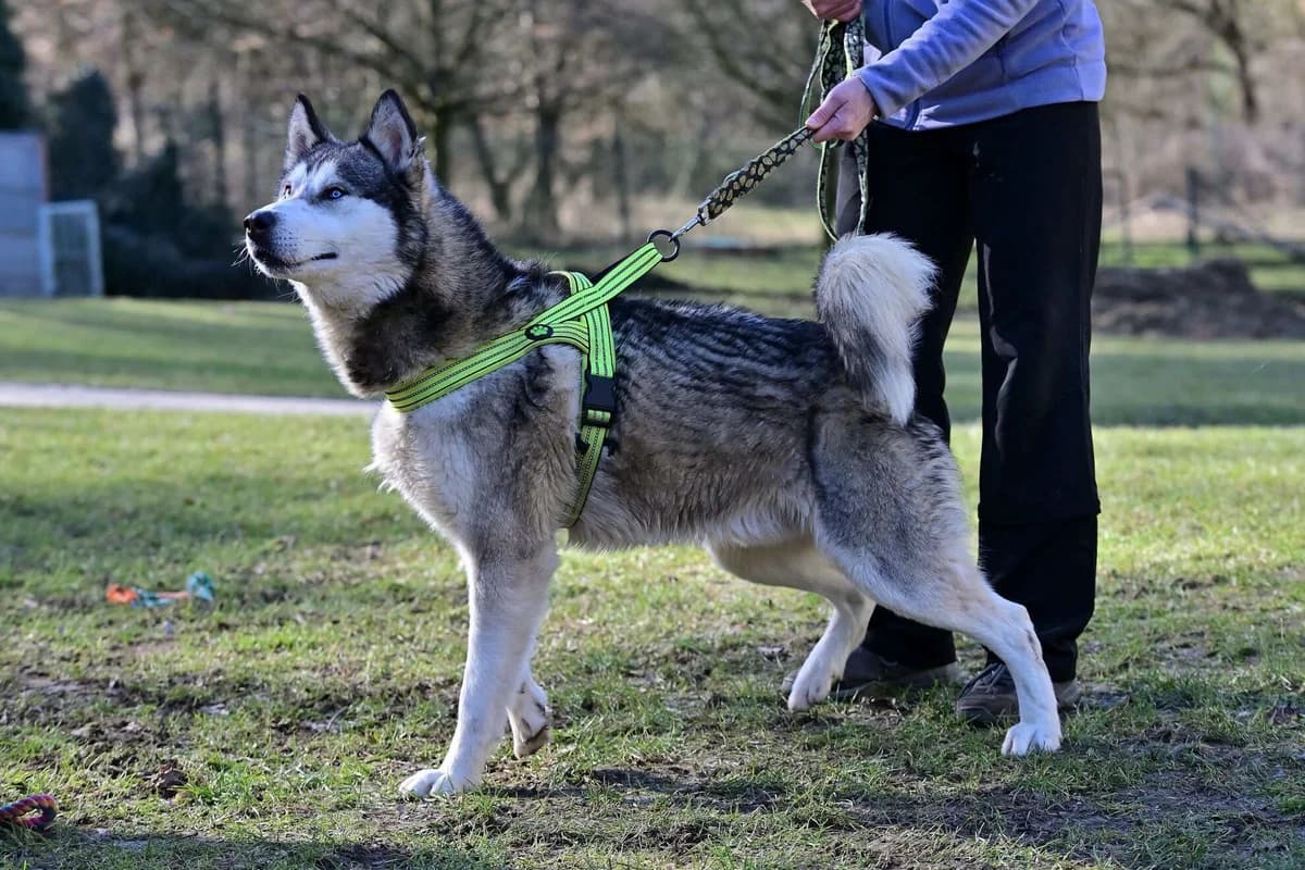 Percy,  4yo Husky for adoption at Útulek Zlín-Vršava, 763 14 Zlín-Zlín 12