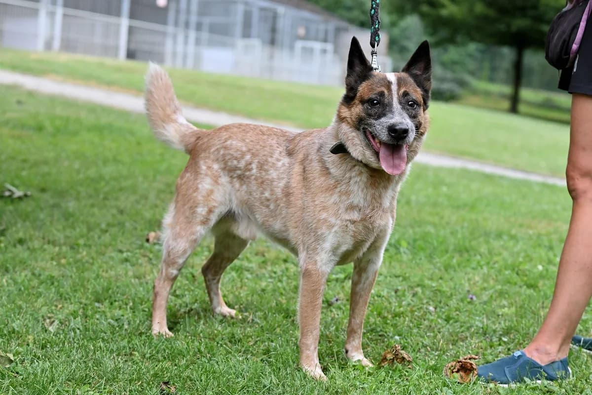 Riki,  senior mixed breed for adoption at Útulek Zlín-Vršava, 763 14 Zlín-Zlín 12