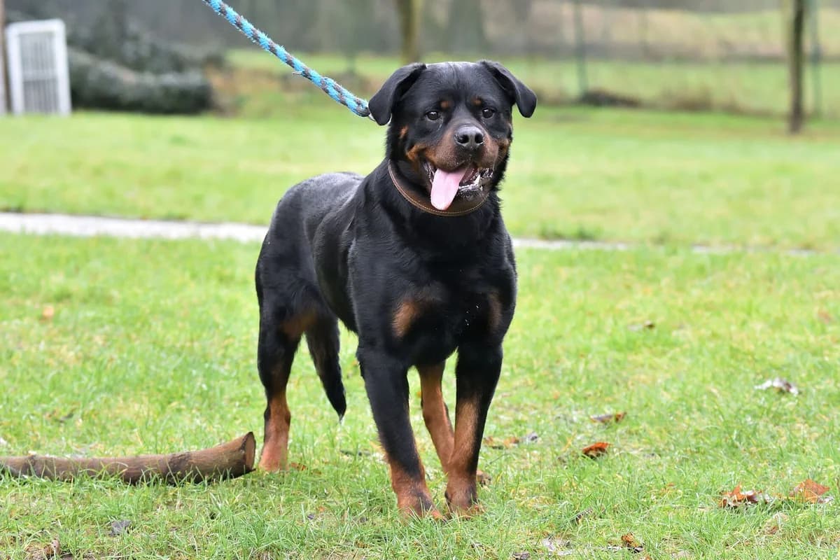 Rocky,  senior mixed breed for adoption at Útulek Zlín-Vršava, 763 14 Zlín-Zlín 12