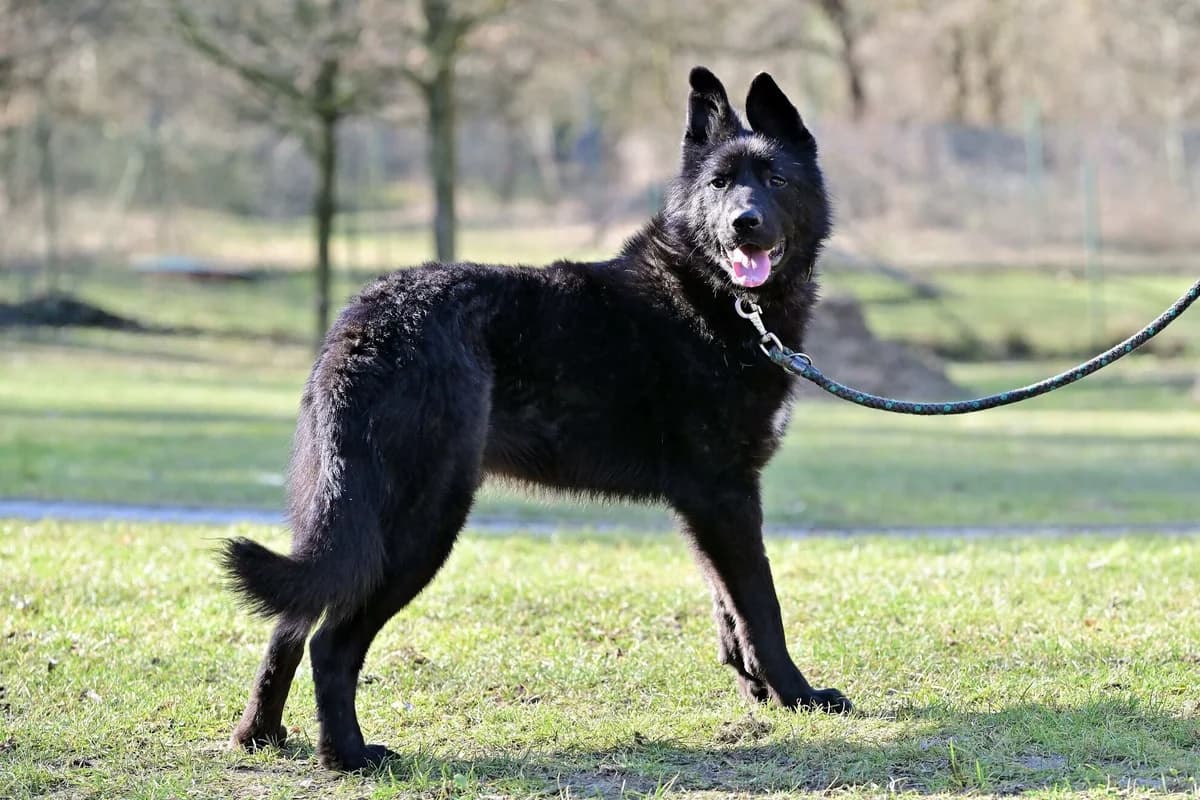 Rony,  young mixed breed for adoption at Útulek Zlín-Vršava, 763 14 Zlín-Zlín 12